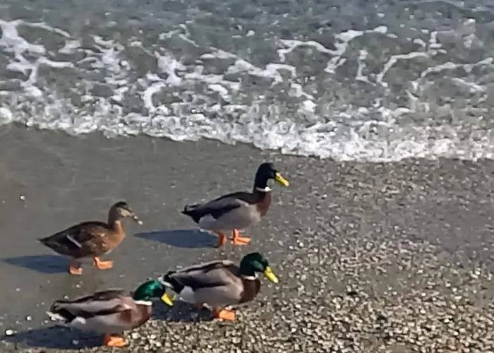 La Finestra Sul Mare * Genova