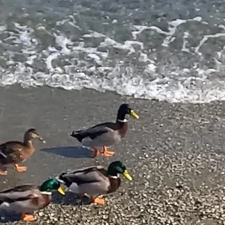 La Finestra Sul Mare * ジェノヴァ